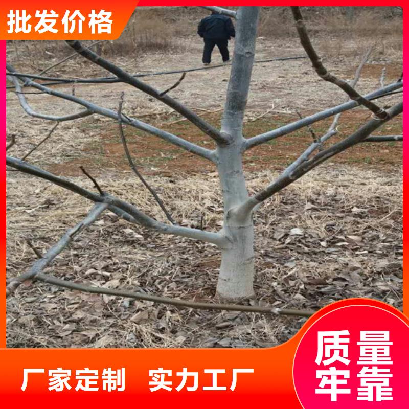 核桃苗桃树苗专注生产制造多年