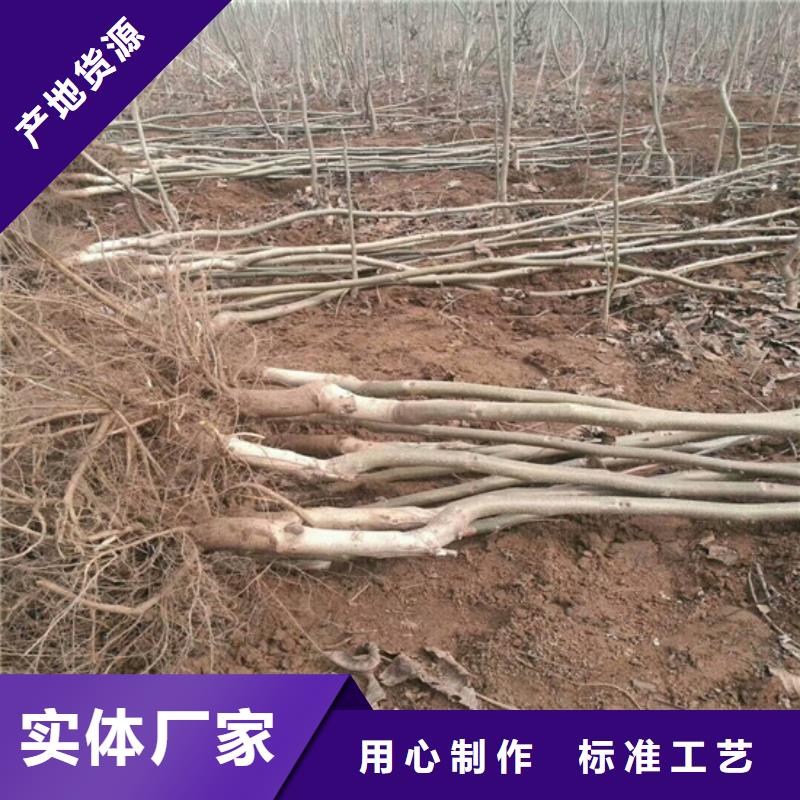 核桃苗蟠枣树苗现货齐全售后无忧
