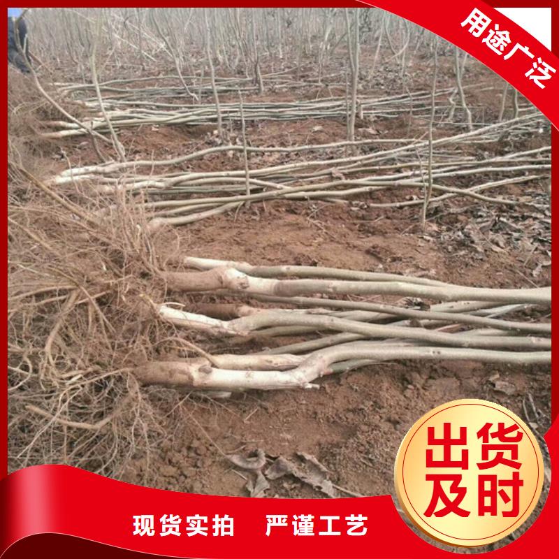 核桃苗蓝宝石葡萄苗可零售可批发