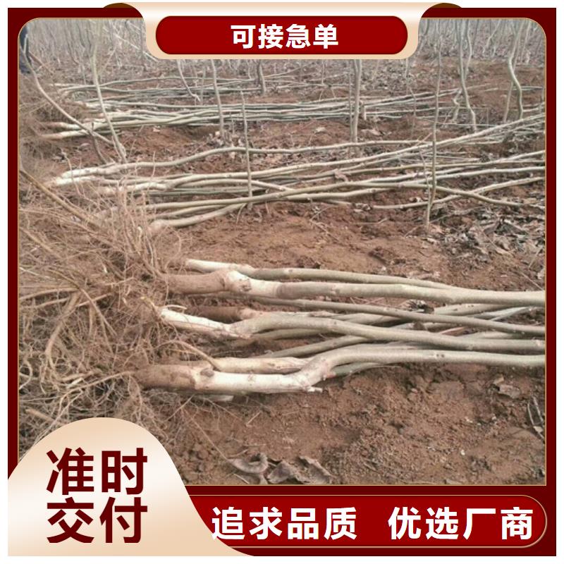 核桃苗桃树苗厂家现货批发