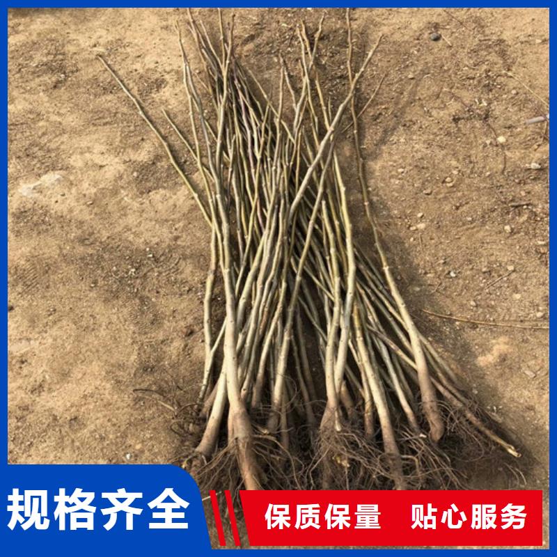 核桃苗,胭脂脆桃树苗老客户钟爱