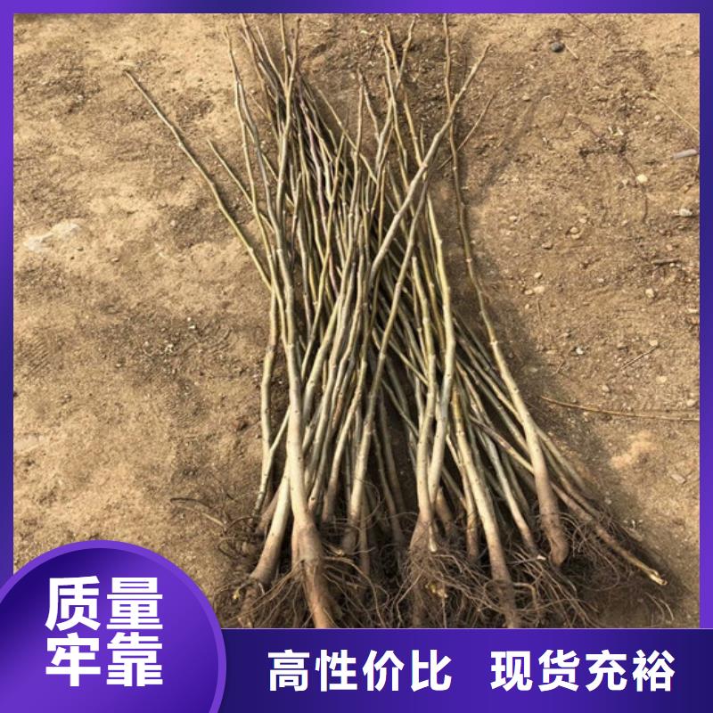 【核桃苗蓝宝石葡萄苗现货实拍】