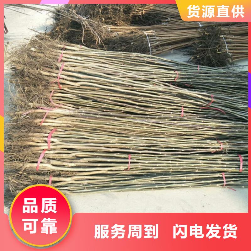 核桃苗-【樱桃苗】实力厂家