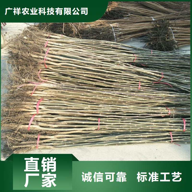 核桃苗桃树苗厂家现货批发