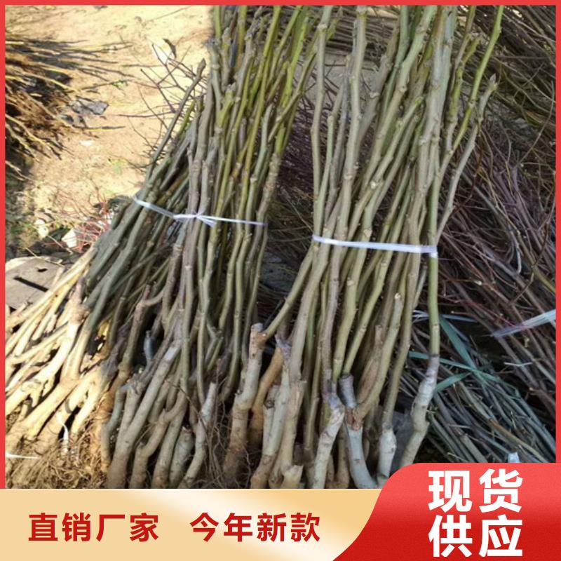 核桃苗果树苗一对一为您服务