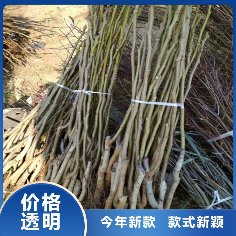 核桃苗苹果苗基地来图来样定制