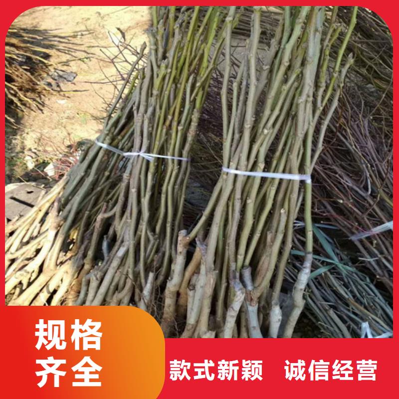 核桃苗桃树苗厂家现货批发