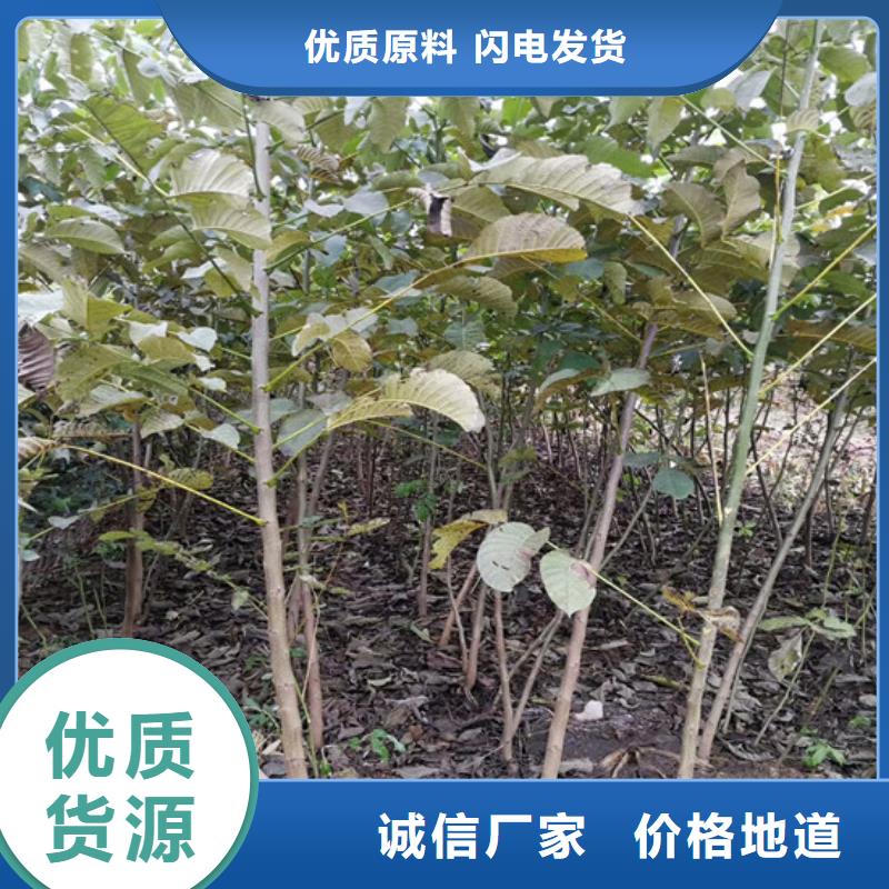 核桃苗草莓苗价格实拍品质保障