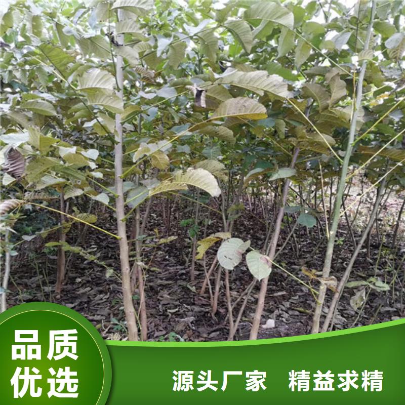 核桃苗,梨树苗基地专注细节专注品质