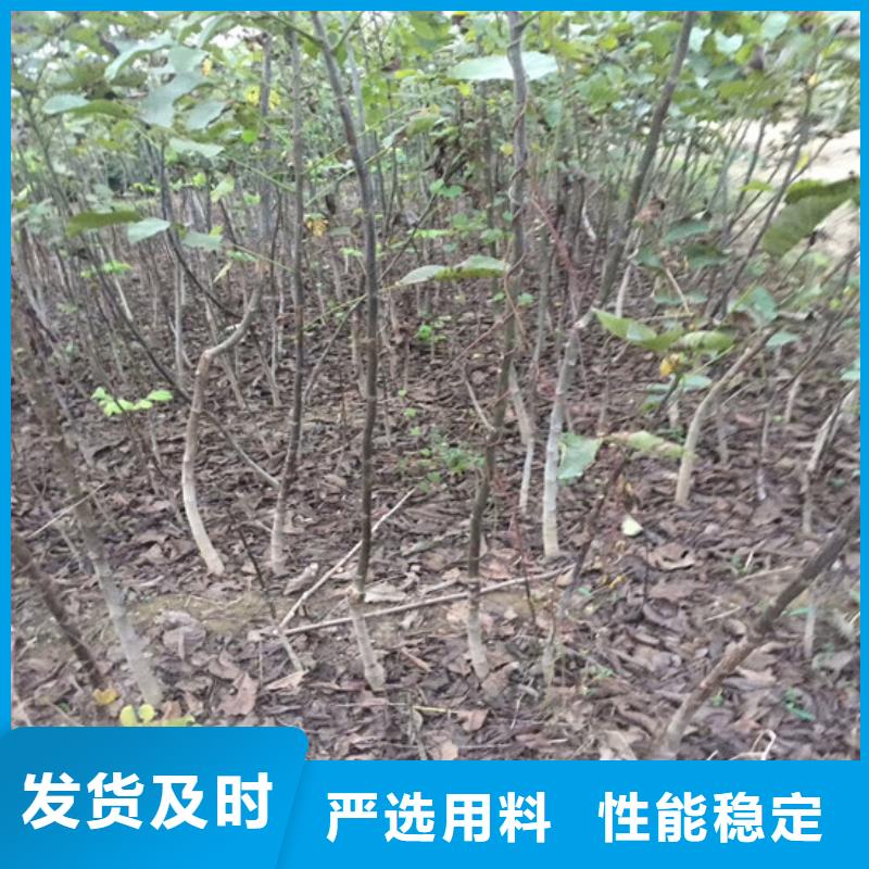 核桃苗油蟠桃树苗低价货源