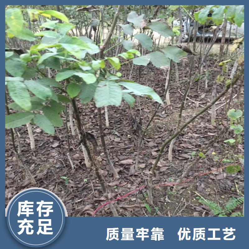 核桃苗,葡萄苗让利客户