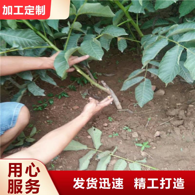 核桃苗草莓苗价格专业生产厂家