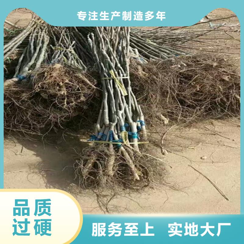 核桃苗果树苗一对一为您服务