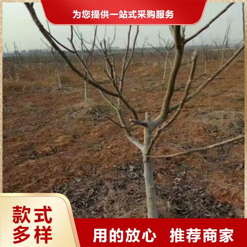 梨树苗-视频-辽宁省葫芦岛市|龙港|绥中|铁岭|大连|沈阳|抚顺|营口|鞍山|丹东梨树苗-广祥