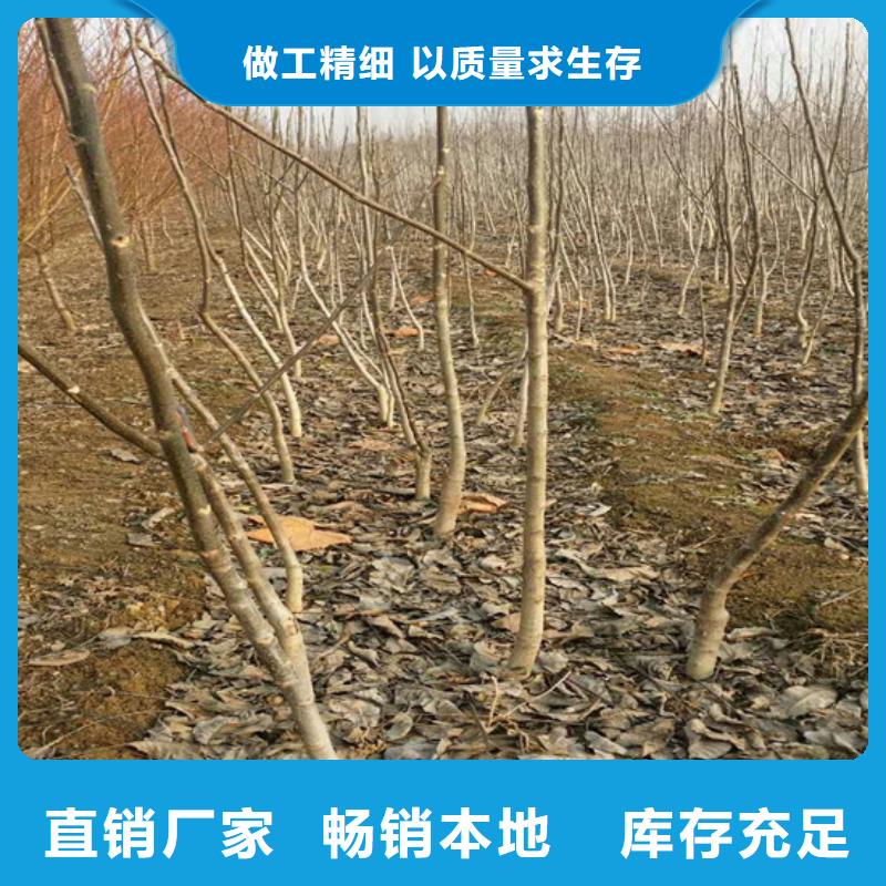 梨树苗-视频-河南省商丘市广祥梨树苗可服务区域永城|虞城|洛阳|三门峡|鹤壁|许昌|漯河|新乡|安阳等