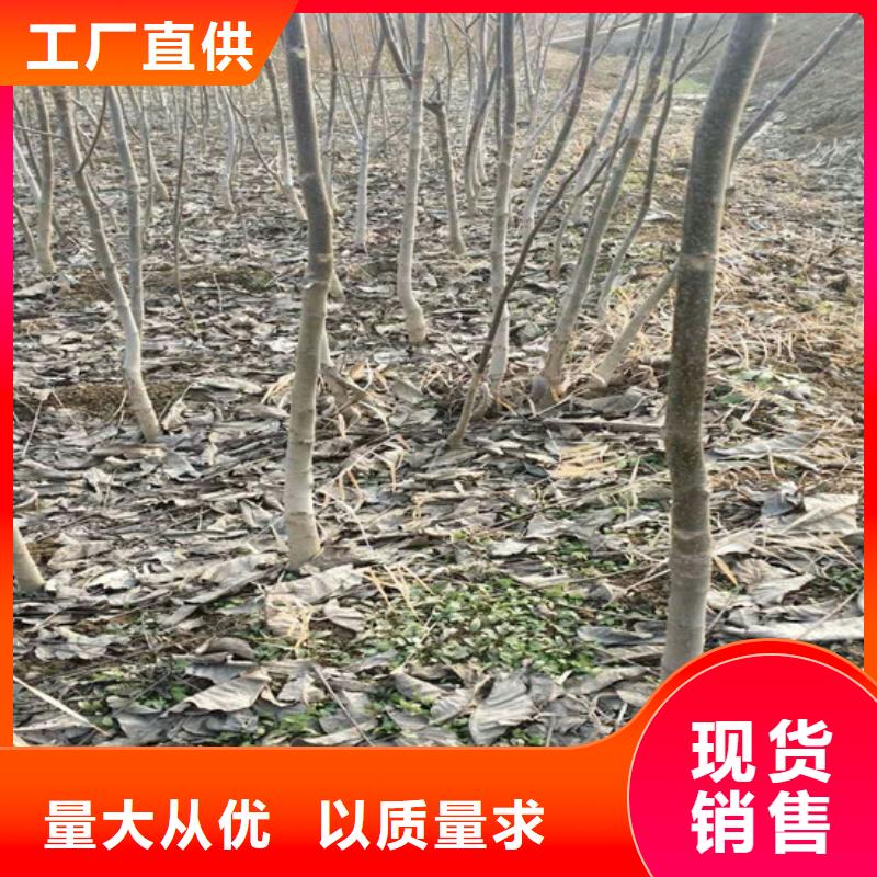 核桃苗油蟠桃树苗低价货源