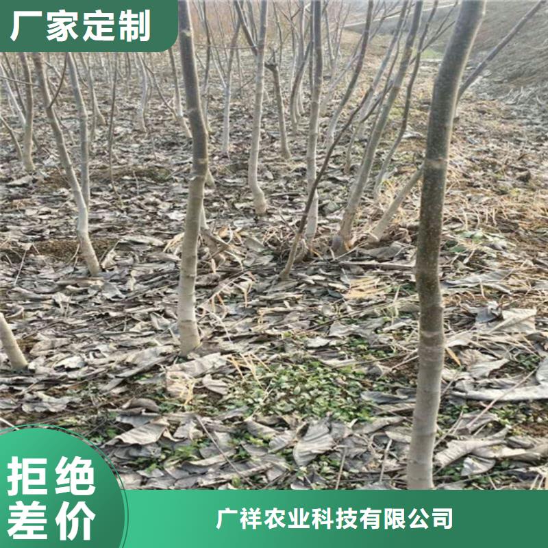 核桃苗苹果苗基地来图来样定制