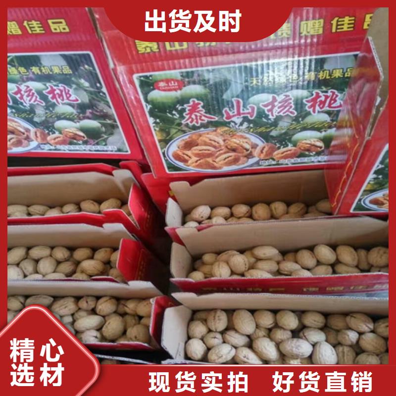 核桃苗草莓苗价格专业生产厂家
