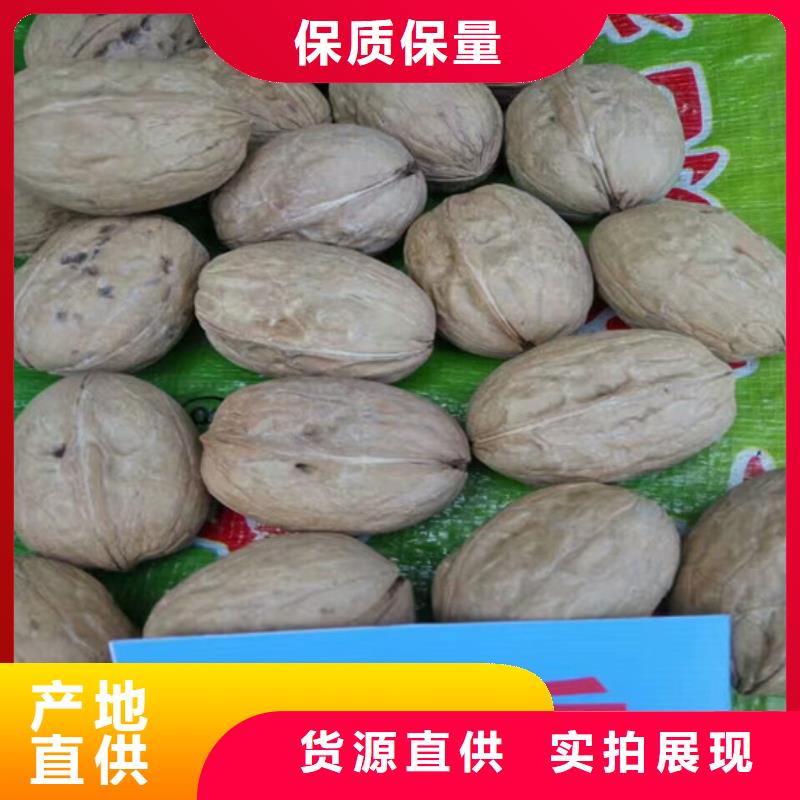梨树苗-视频-辽宁省葫芦岛市|龙港|绥中|铁岭|大连|沈阳|抚顺|营口|鞍山|丹东梨树苗-广祥