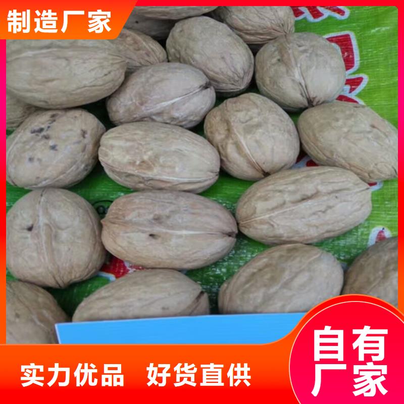 核桃苗,红蜜桃树苗品类齐全