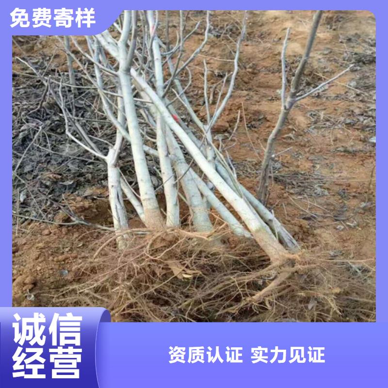 核桃苗草莓苗价格实拍品质保障