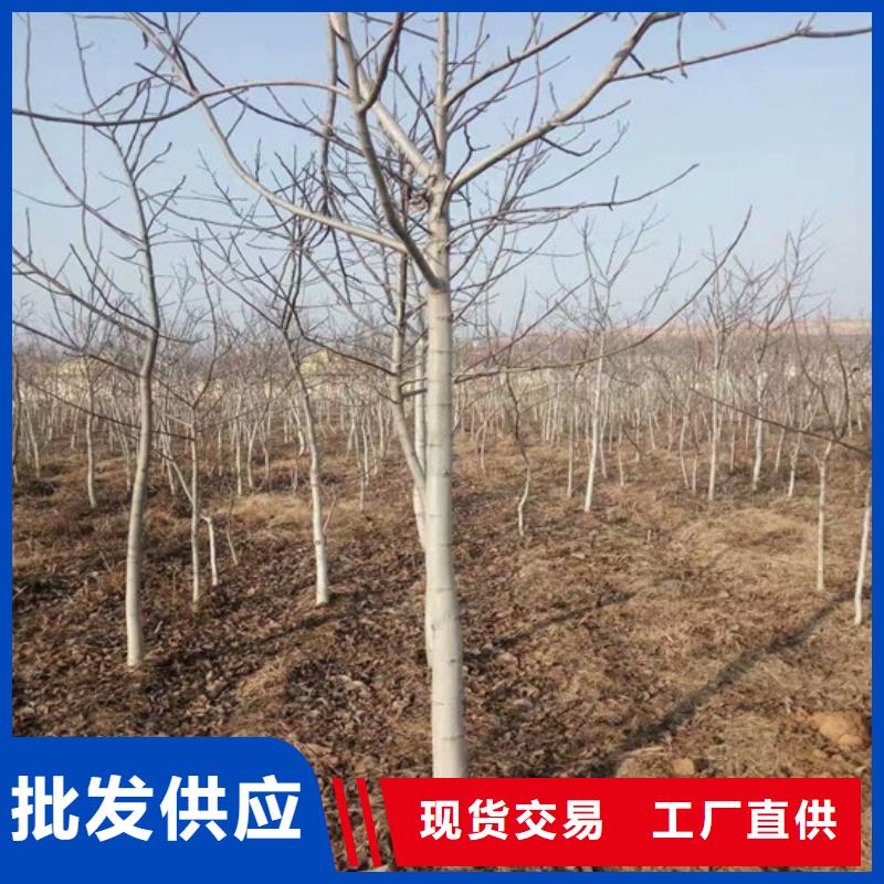 核桃苗草莓苗价格来图加工定制