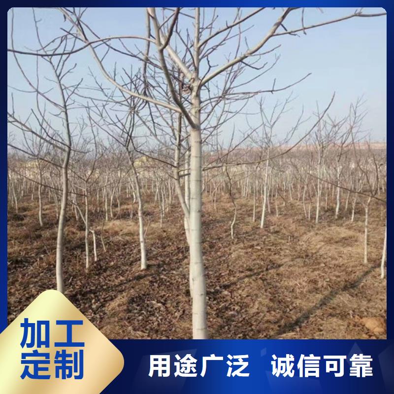 核桃苗梨树苗定制不额外收费