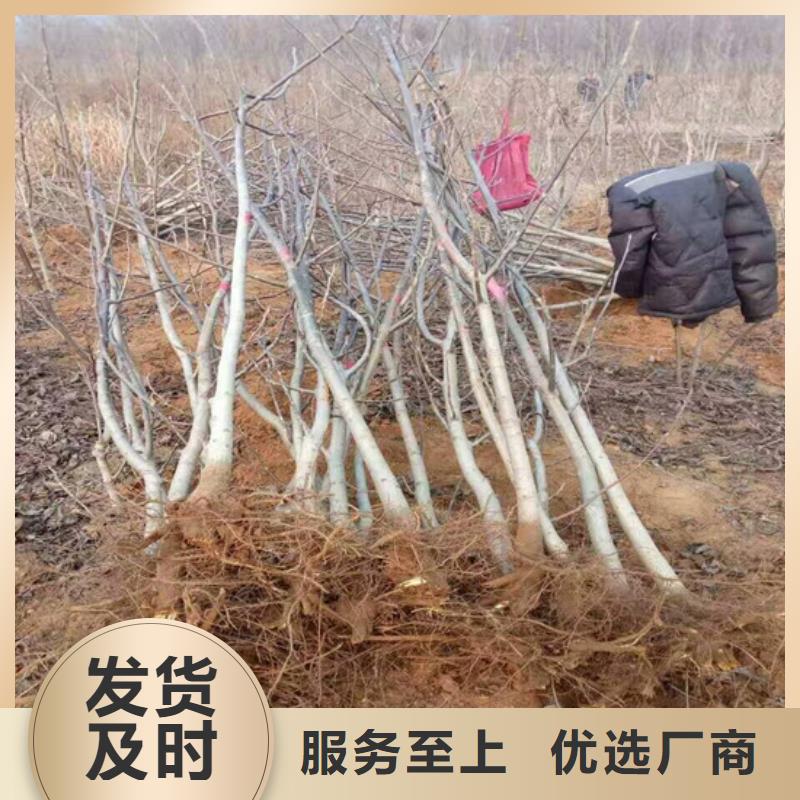 核桃苗桃树苗厂家现货批发