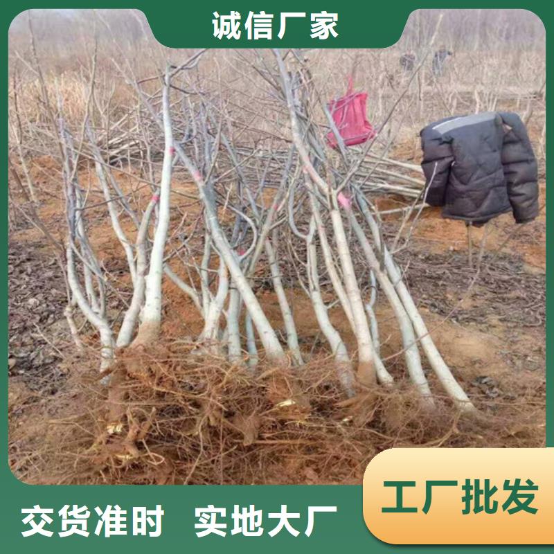 核桃苗苹果苗基地来图来样定制