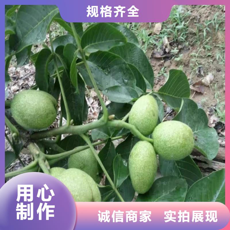 核桃苗草莓苗价格规格齐全