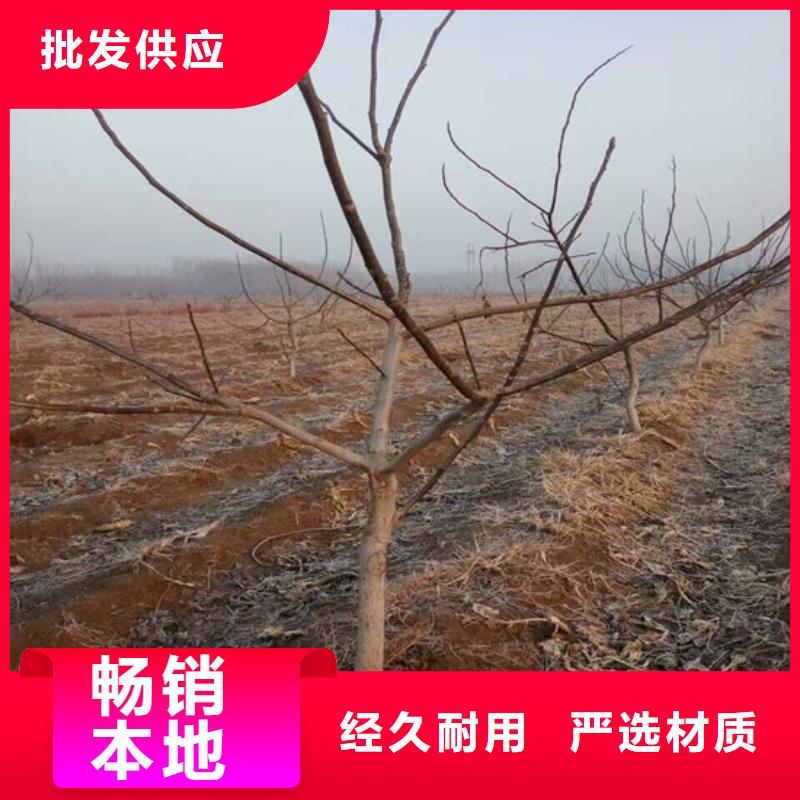 核桃苗草莓苗价格规格齐全