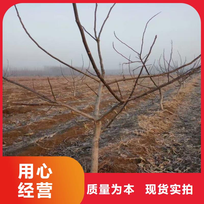 梨树苗-视频-辽宁省葫芦岛市|龙港|绥中|铁岭|大连|沈阳|抚顺|营口|鞍山|丹东梨树苗-广祥