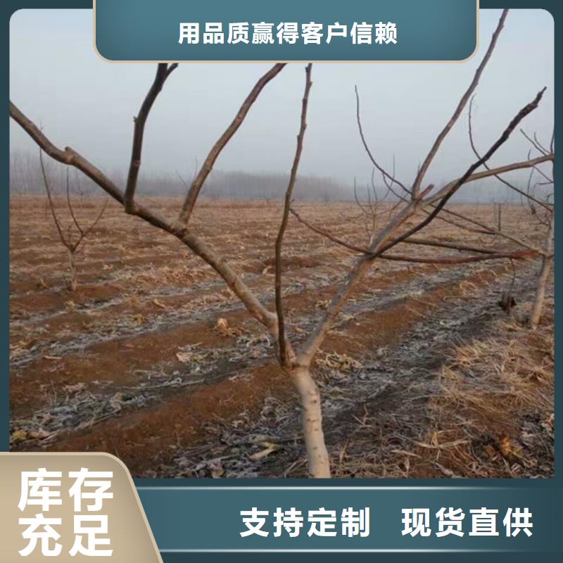 核桃苗油蟠桃树苗低价货源