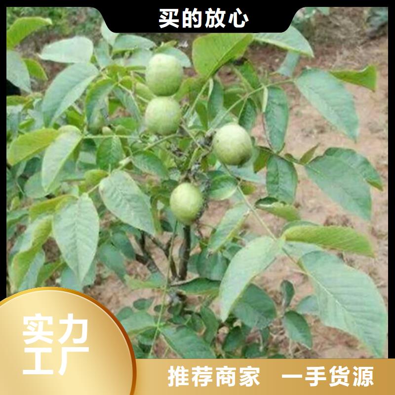 核桃苗青苹果树苗对质量负责