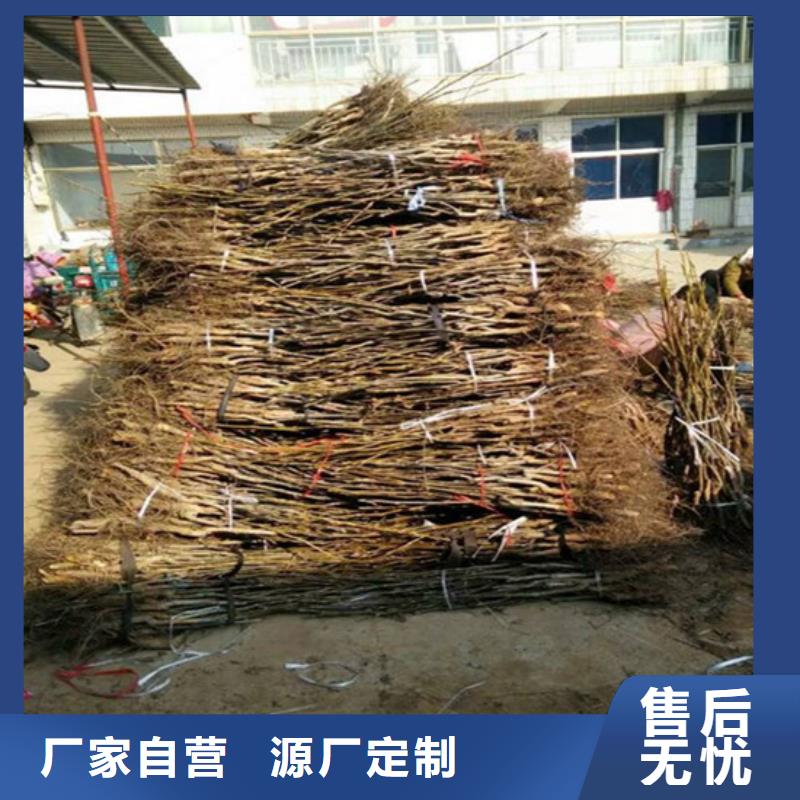 梨树苗-视频-河南省商丘市广祥梨树苗可服务区域永城|虞城|洛阳|三门峡|鹤壁|许昌|漯河|新乡|安阳等