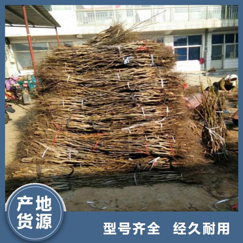核桃苗-葡萄苗为您提供一站式采购服务