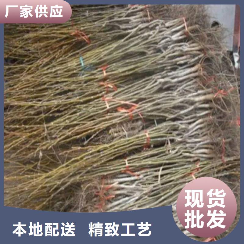 核桃苗_草莓苗价格买的放心安兴用的舒心