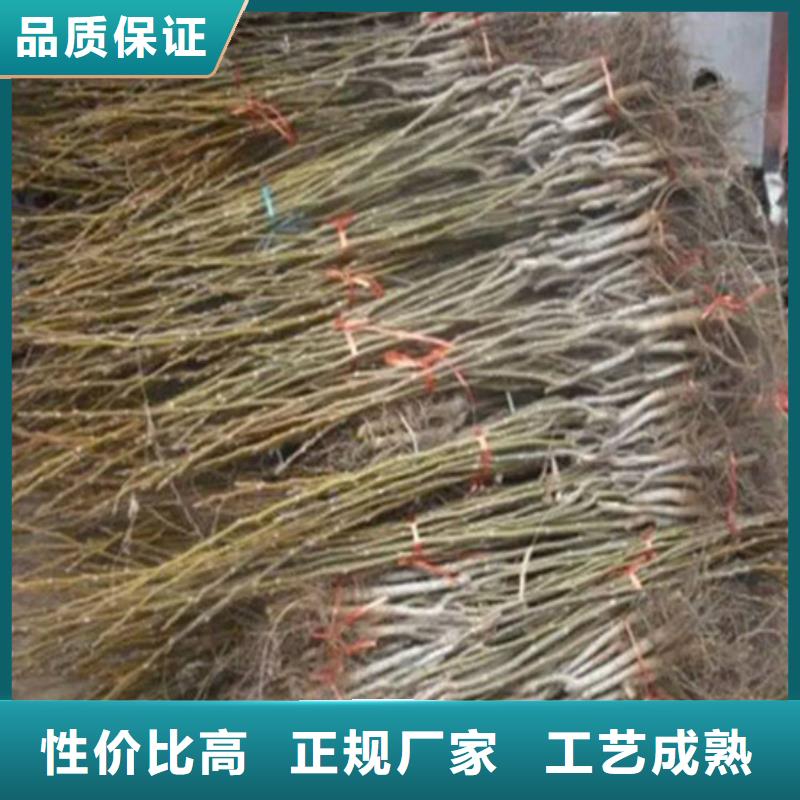 【核桃苗蓝宝石葡萄苗现货实拍】