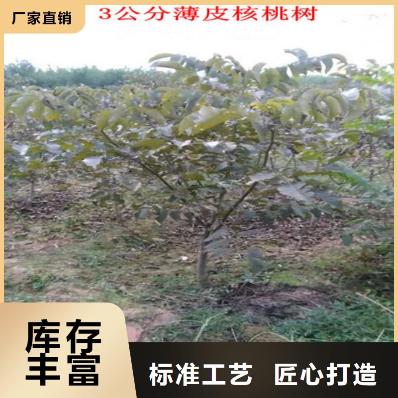 核桃苗花椒树苗品质优选