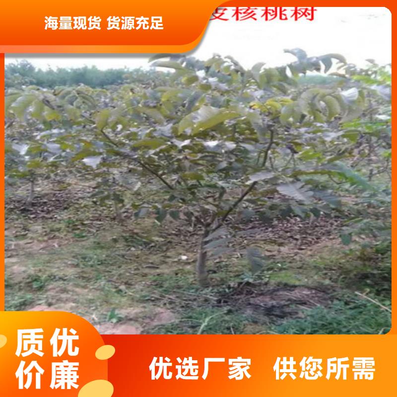 核桃苗油蟠桃树苗低价货源