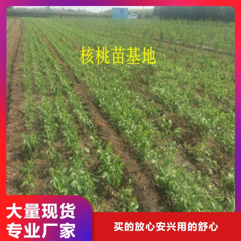 核桃苗蓝宝石葡萄苗匠心工艺
