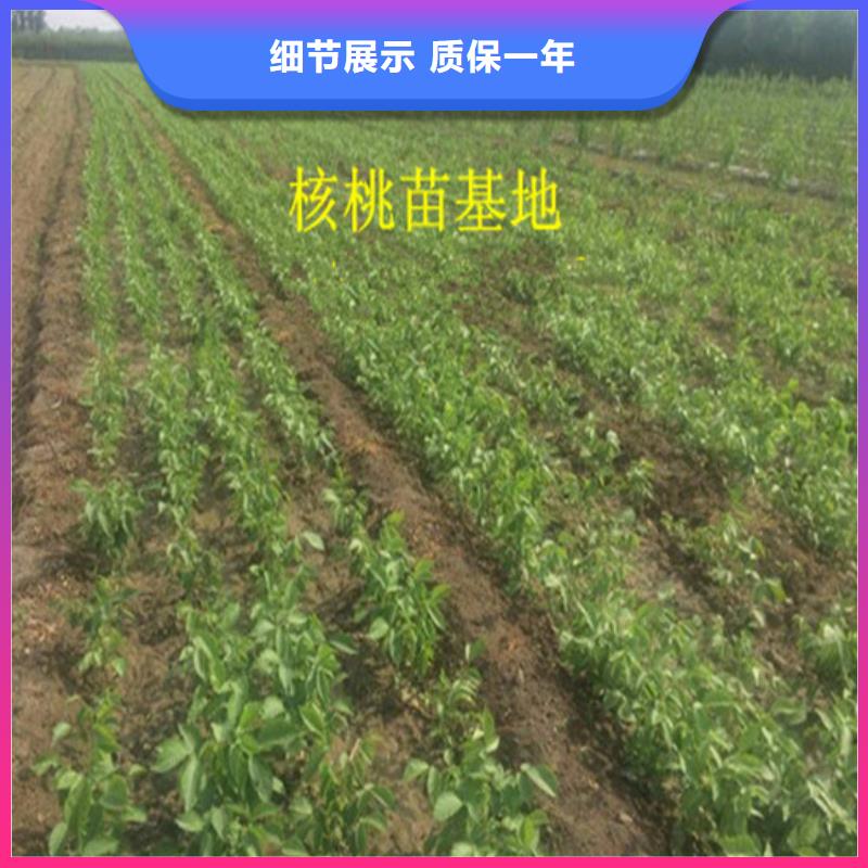 核桃苗草莓苗价格实拍品质保障