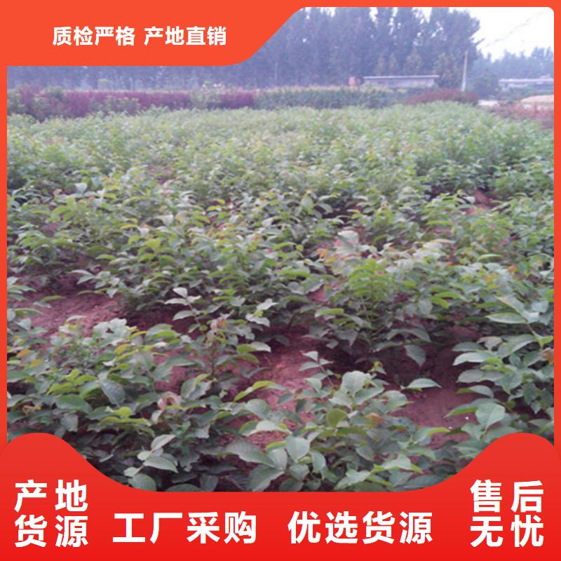 核桃苗梨树苗定制不额外收费