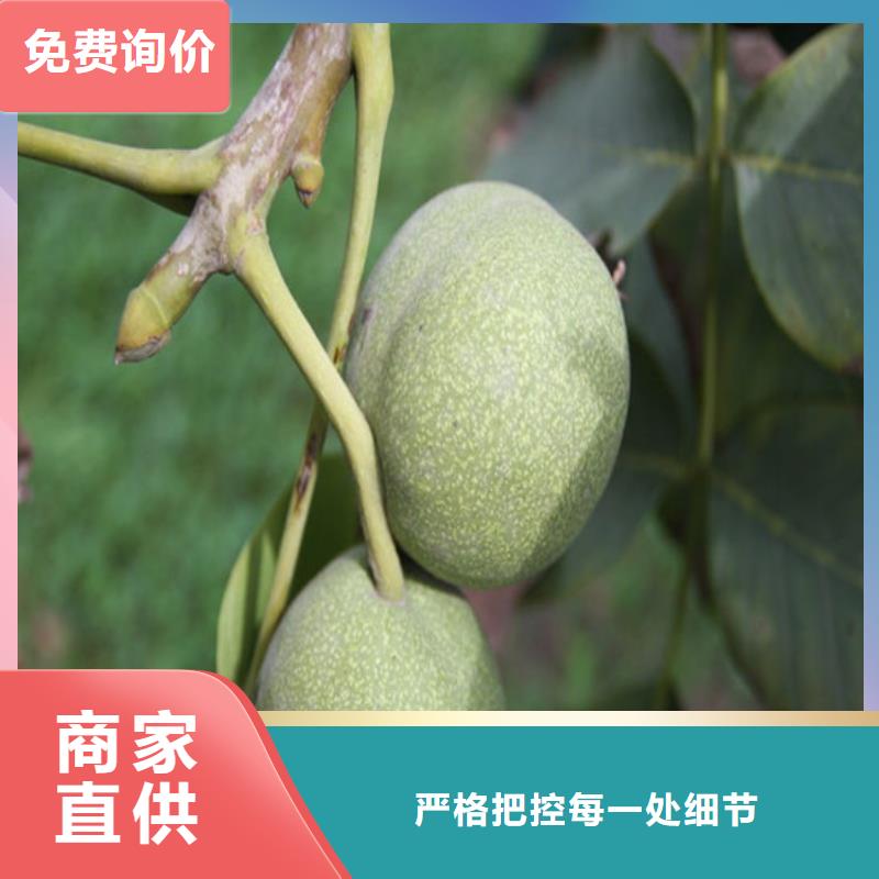 核桃苗樱桃苗发货及时