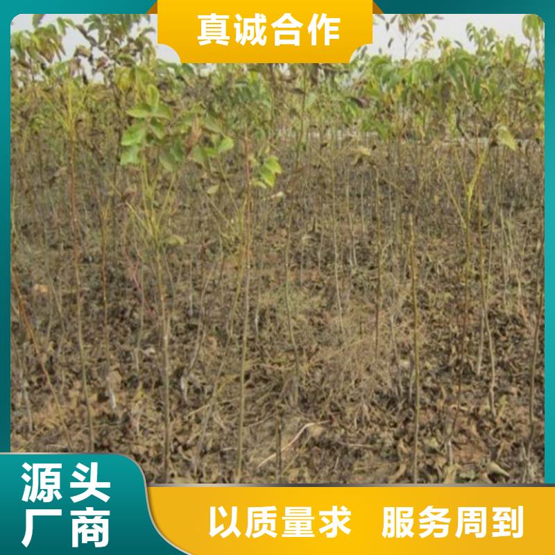 核桃苗,香梨树苗真正的源头厂家