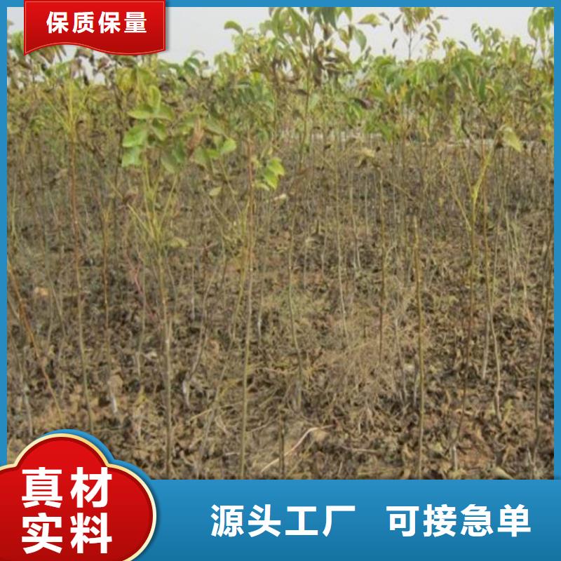 【核桃苗】-夏黑葡萄苗用心制造