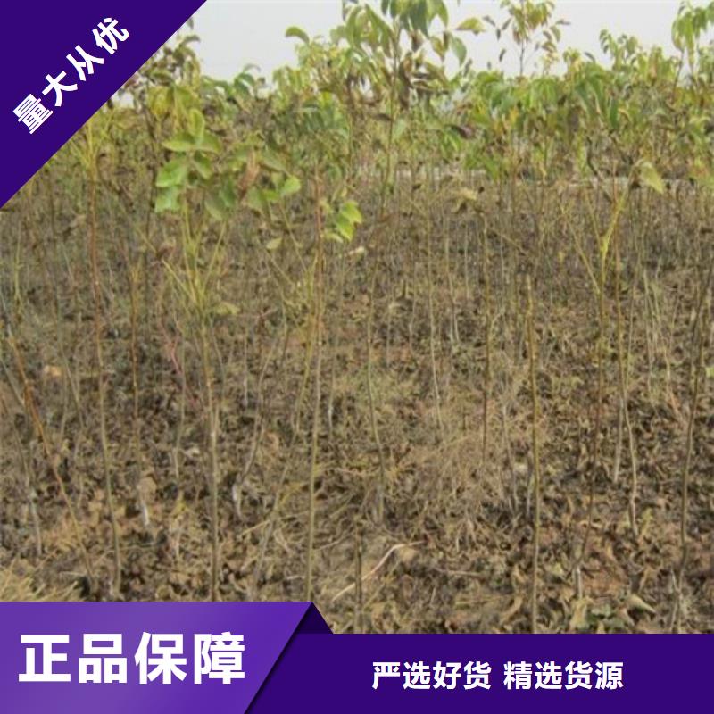 梨树苗-视频-河南省商丘市广祥梨树苗可服务区域永城|虞城|洛阳|三门峡|鹤壁|许昌|漯河|新乡|安阳等