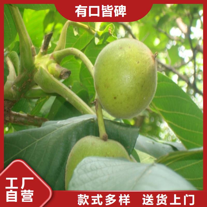 核桃苗果树苗产品细节