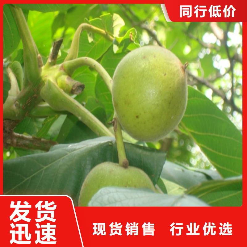 核桃苗苹果苗基地来图来样定制