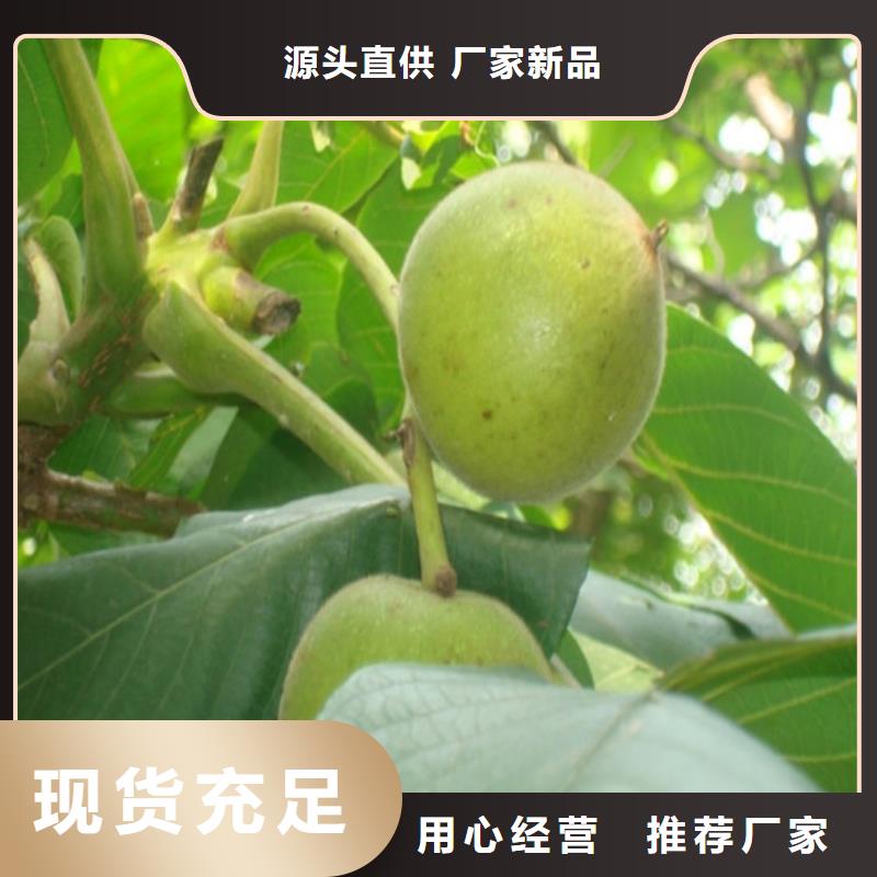 梨树苗-视频-辽宁省葫芦岛市|龙港|绥中|铁岭|大连|沈阳|抚顺|营口|鞍山|丹东梨树苗-广祥